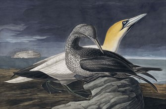Northern Gannet, Morus Bassanus, 1845.