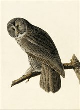Great Cinereous Owl, Strix Nebulosa, 1845.