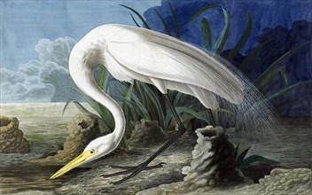 Great Egret, Casmerodius Albus, 1845.