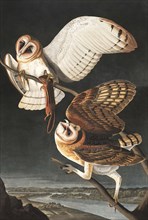 Barn Owl, Tyto Alba, 1845.
