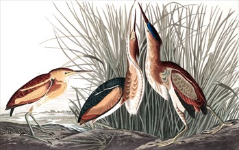 Least Bittern, Ixobrychus Exilis, 1845.