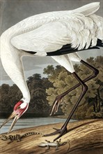 Hooping Crane, Grus Americana, 1845.