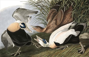 Eider Duck,  Fuligula Mollissima, 1845.