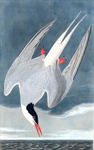 Arctic Tern, Sterna Paradisaea, 1845.