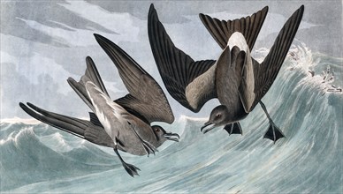 Fork Tailed Petrel, Thalassidroma Leachii, 1845.