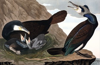 Common Cormorant,  Phalacrocorax Carbo, 1845.