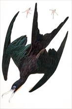 Frigate Pelican,  Tachypetes Aquilis, 1845.