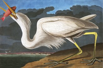 Great White Heron, Ardea Occidentalis, 1845.