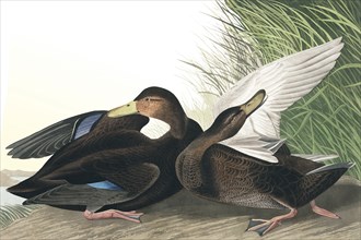 Dusky Duck,  Anas Obscura, 1845.