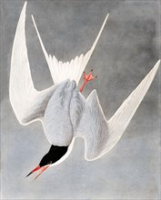 Great Tern, Sterna Hirundo, 1845.