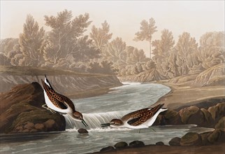 Little Sandpiper, Tringa Pusilla, 1845.