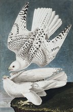 Jer or Iceland Falcon, Falco Islandicus, 1845.