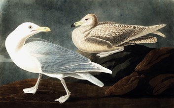 Burgomaster Gull,  Larus Glaucus, 1845.