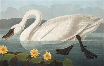 Common American Swan,  Cygnus Americanus, 1845.