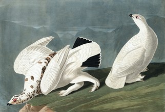 American Ptarmigan, Tetrao Mutus: White Tailed Grous, Tetrao Leucurus, 1845.