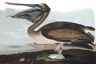 Brown Pelican,  Pelecanus Fuscus, 1845.