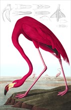 American Flamingo, Phoenicopterus Ruber, 1845.