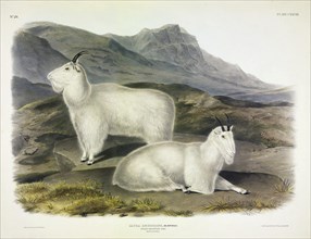 Rocky Mountain Goat, Capra Americana, 1845.