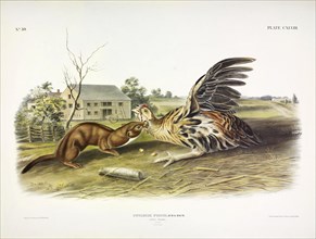 Tawny Weasel, Putorius Fuscus, 1845.
