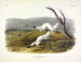 Litle Nimble Weasel, Putorius Agilis, 1845.