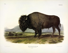 American Bison, Bos Americanus, 1845.