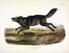 Black American Wolf, Canis Lupus, 1845.