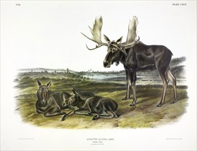 Moose Deer, Cervus Alces, 1845.