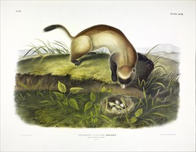 Black Footed Ferret, Putorius Nigripes, 1845.