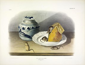 Common Mouse - Male, Female and Young, 1845.