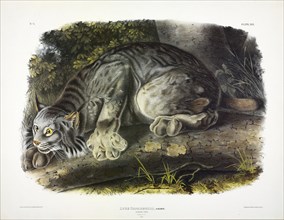 Canada Lynx, Lynx Canadensis, 1845.