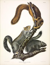 Cat Squirrel, Sciurus Cinereus, 1845.