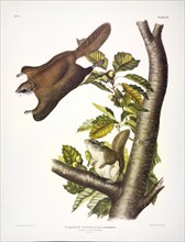 Oregon Flying Squirrel, Pteromys Origonensis, 1845.