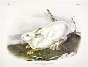 Northern Hare, Lepus Americanus, 1845.