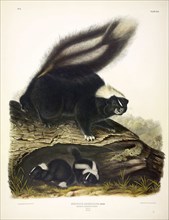 Common American Skunk, Mephitis Americana, 1845.