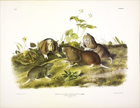 Canada Pouched Rat, Pseudostoma Bursarius, 1845.