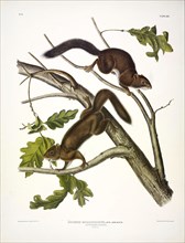 Soft-haired Squirrel, Sciurus Mollipilosus, 1845.