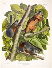 Red-Bellied Squirrel, Sciurus Feruginiventris, 1845.