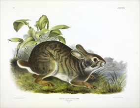 Swamp Hare, Lepus Aquaticus, 1845.