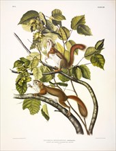 Red Squirrel, Sciurus Hudsonius, 1845.