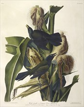 Purple Grakle or Common Crow Blackbird, 1845.