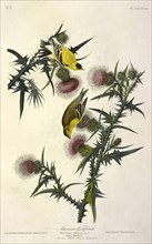 American Goldfinch, Fringilla Tristis, 1845.