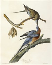 Passenger Pigeon, Columba Migratoria, 1845.
