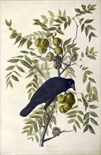 American Crow, Corvus Americanus, 1845.