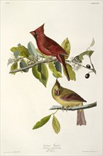 Cardinal Grosbeak , Fringilla Cardinalis, 1845.