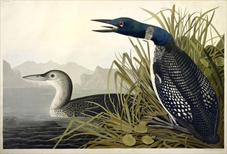 Great Northern Diver or Loon, Colymbus Glacialis, 1845.