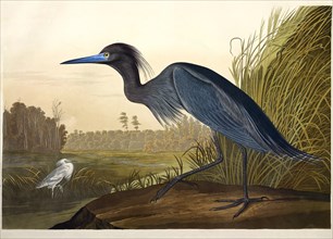 Blue Crane or Heron, Ardea Coerulea, 1845.