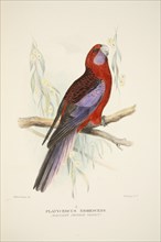 Northern Crimson Parrot, pub. 1916 (hand coloured engraving). Creator: Roland Green (1896 - 1972).