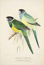 Northern Yellow Banded Parrot and Dundas Yellow Collared Parrot, pub. 1916 (hand coloured engraving) Creator: Roland Green (1896 - 1972).