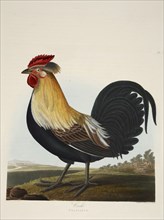 Cock, Phasianus, pub. 1835 ( Hand coloured engraving) . Creator: Charlotte Lousia Emily Perrott (c.1790 - 1836) after.