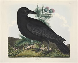 Raven, Corvus Corai, pub. 1835 ( Hand coloured engraving) . Creator: Charlotte Lousia Emily Perrott (c.1790 - 1836) after.